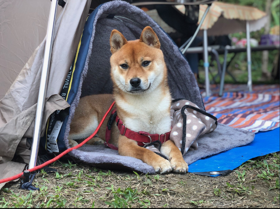【寵物露營】毛孩露營裝備大公開，狗狗用的比人還好啊！